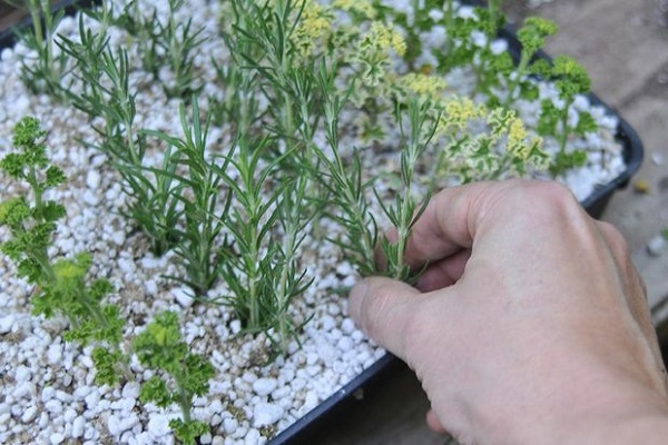 parts of sod