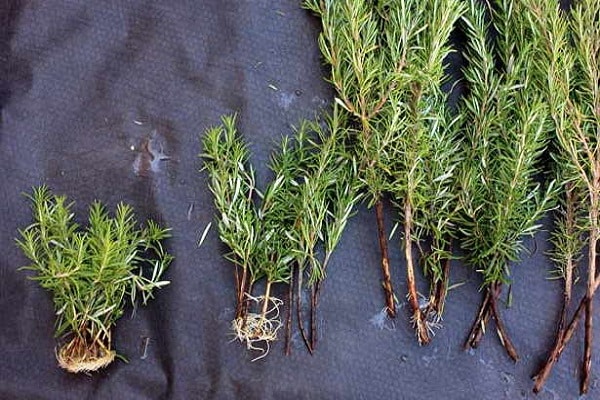 sprouting