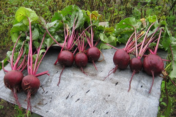 Pflanzengruppen