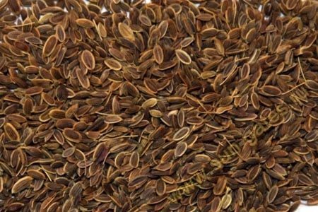 Dillsamen