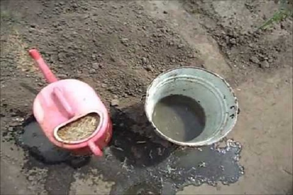засаждане на лук