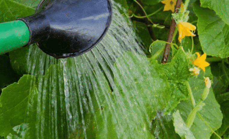 Zucchini gießen