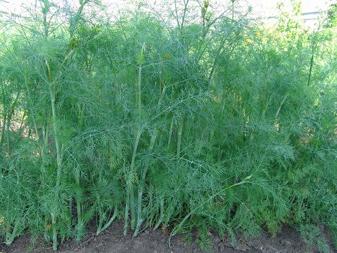 grüner Dill