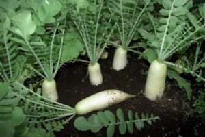 Prehľad najlepších odrôd daikon pre skladovanie v otvorenom teréne a v zime