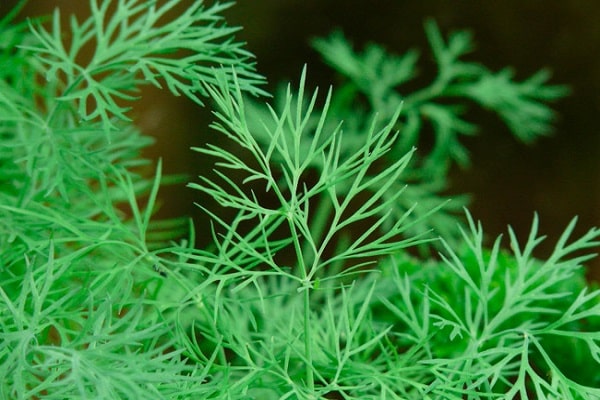 greeny a použití