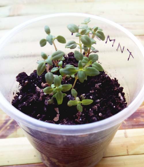 timjanplantor