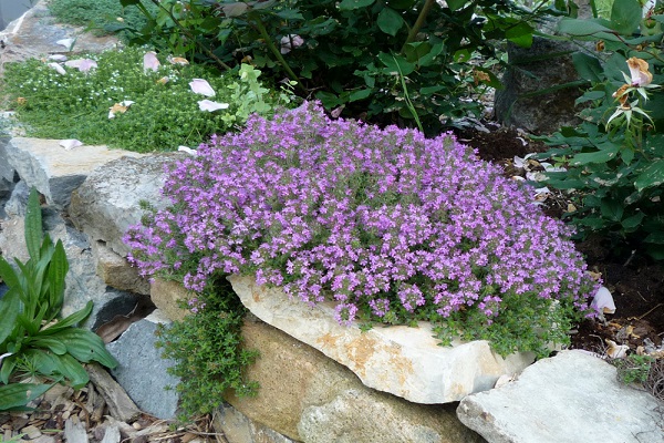 other plants