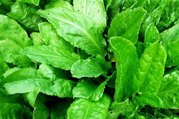 horse sorrel