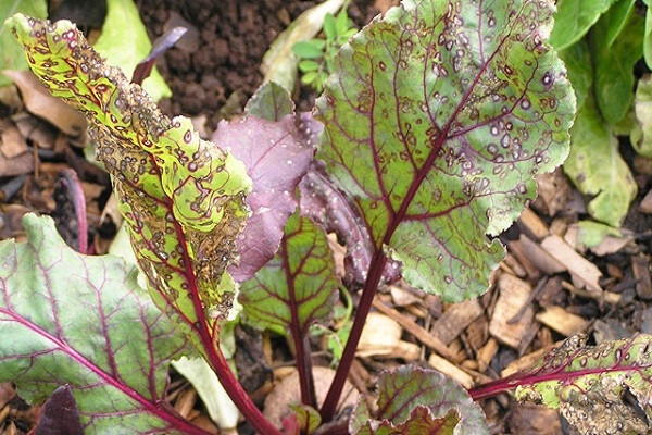 fight against aphids
