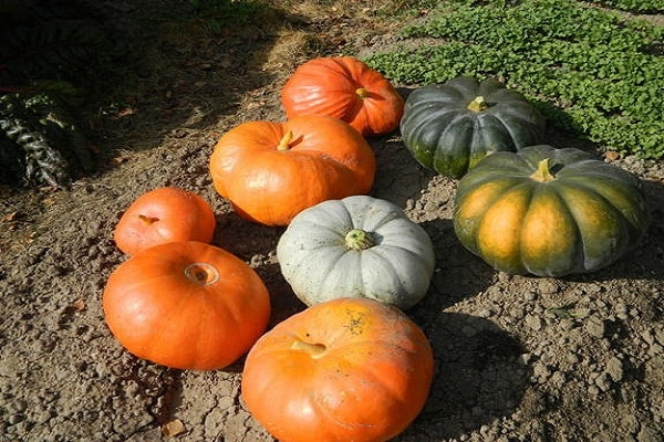 ripening reach