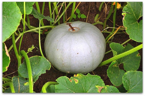 vegetative period