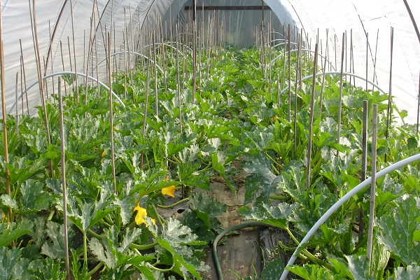 Zucchini in einem Gewächshaus