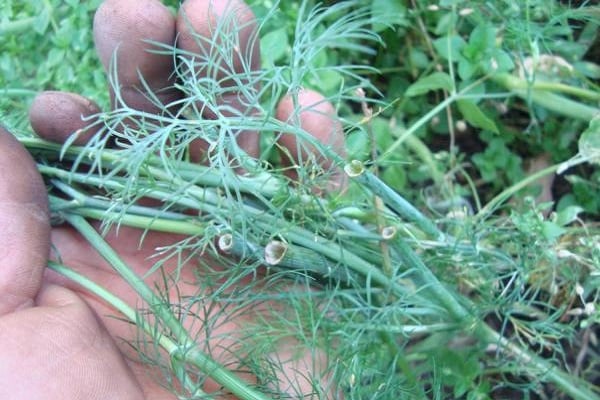 plentiful dill