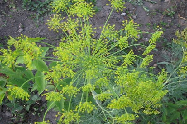 thin out the shoots