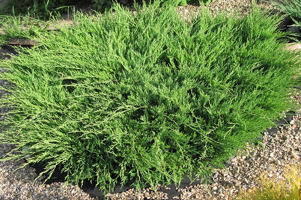 variété laiteuse