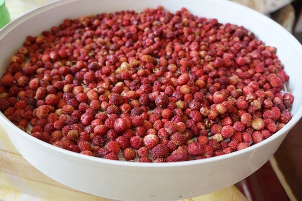 fraises dans un bol
