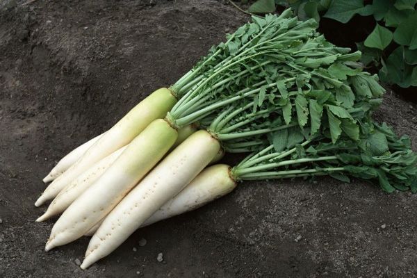 daikon na ziemi