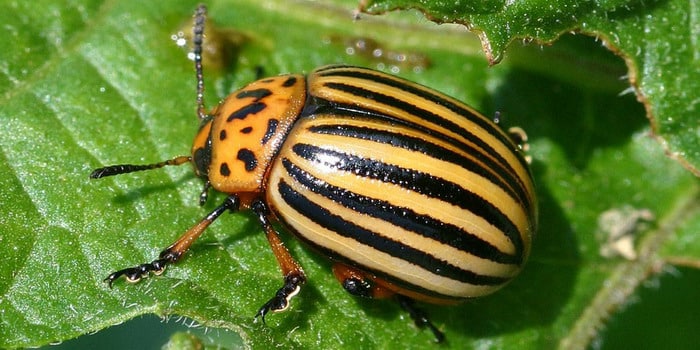Colorado beetle