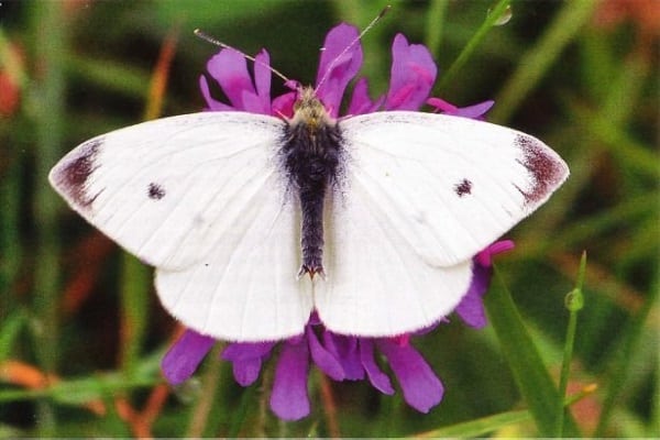 Pflanzen von Insektiziden