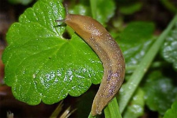 Bodenoberfläche