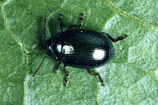 grüner Käfer