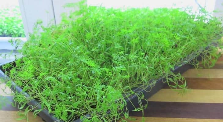 Dill auf der Fensterbank