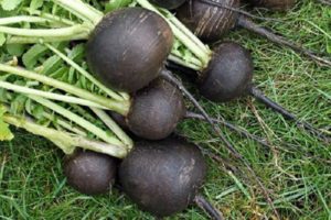 Growing and caring for black radish in the open field, how and when to plant