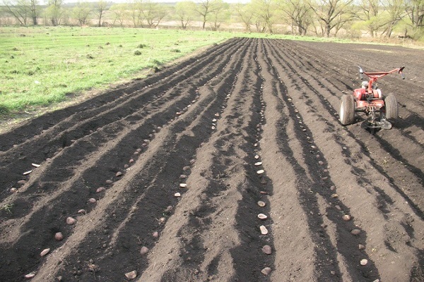 matériel de plantation