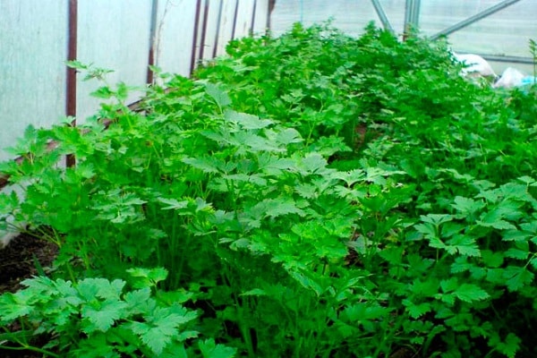 spicy herb