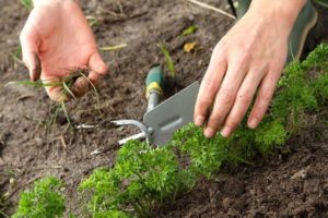 Trồng và chăm sóc ngò tây ở bãi đất trống, trồng như thế nào và giá bao nhiêu