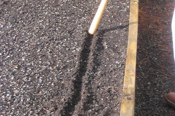 cultivar plántulas