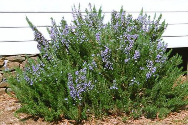 узгајање рузмарина на отвореном