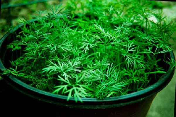 crops for greenhouses
