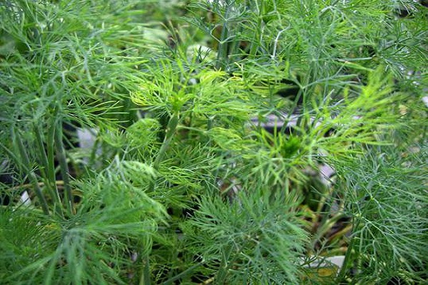 fusarium visne