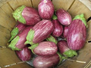 Beskrivning av Matrosik-auberginesorten, dess egenskaper och produktivitet