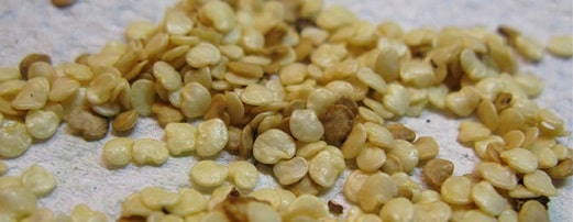 semillas de berenjena
