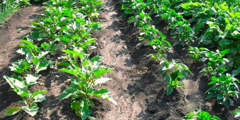 aubergine plantor