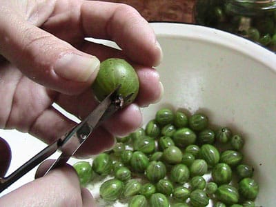 gooseberry in hand