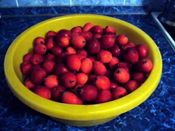 Ranetka apples