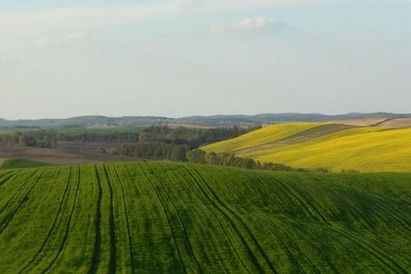 auringonkukansiemenet