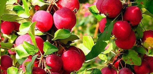 Ranetka apples