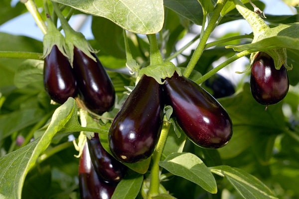 وسط المغذيات