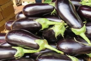 وصف صنف الباذنجان الماظ ، ميزات الزراعة والعناية