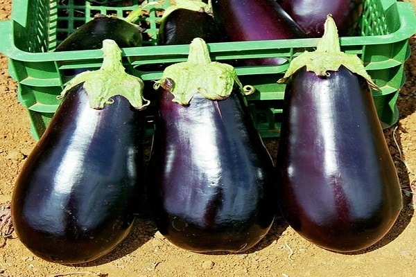 زراعة نبات