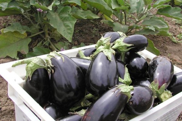 الباذنجان في صناديق