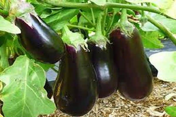 زراعة الباذنجان