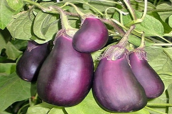 براعم جانبية