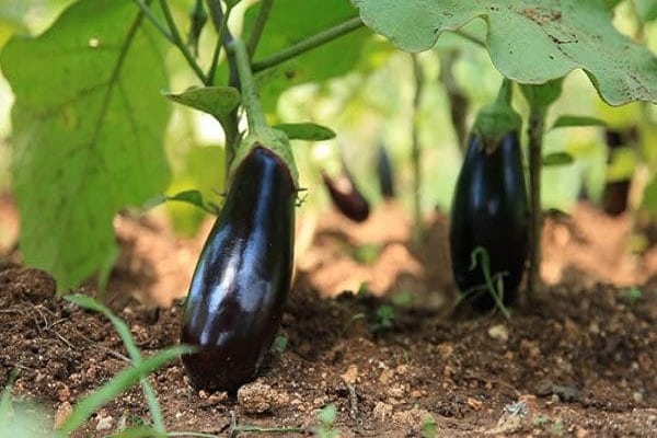 تكوين التربة