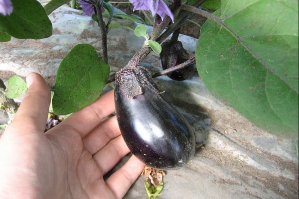 بذور الباذنجان