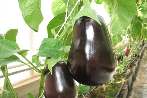 grosse aubergine